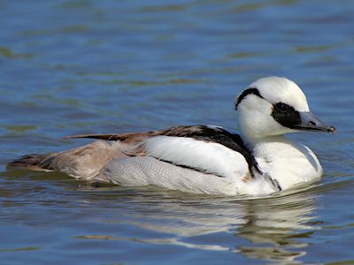 Smew (WWT Slimbridge May 2012) - pic by Nigel Key